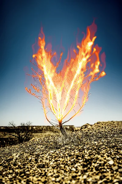 De brandende thorn bush — Stockfoto