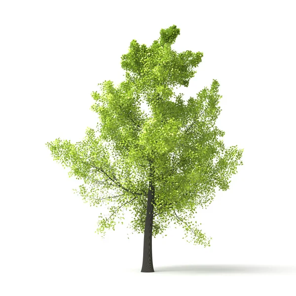 緑の木 — ストック写真