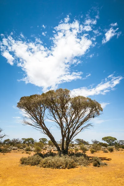 Bush träd Australien — Stockfoto