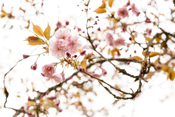 Fiore di ciliegio rosa — Foto Stock