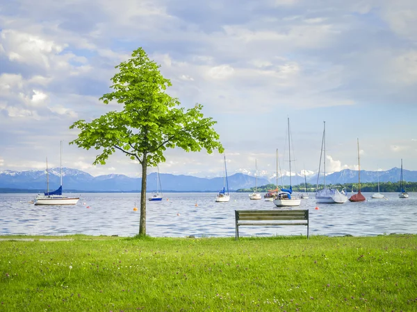 Tree at the lake — Stock Photo, Image