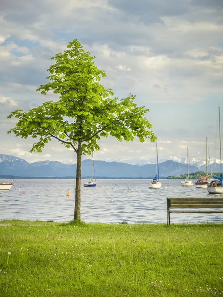 Träd vid sjön — Stockfoto