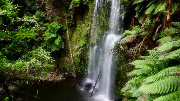 Hoher Wasserfall im tropischen Wald — Stockvideo