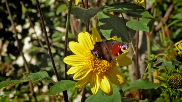 Vlinder aan bloem — Stockvideo