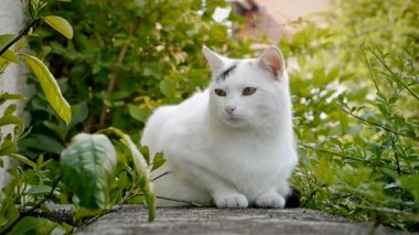 beyaz kedi rahat olması