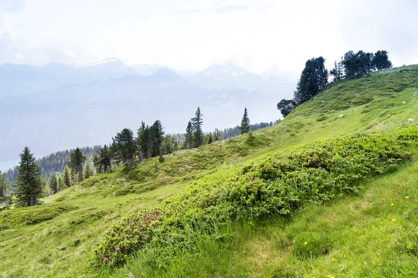 Швейцарский битенберг — стоковое фото