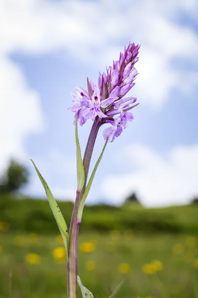 Wild orchid — Stockfoto