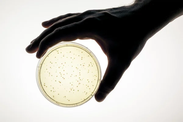 Petri dish — Stock Photo, Image