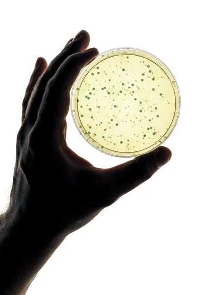 Petri Dish Ordförande — Stockfoto