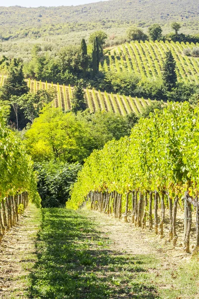 Wina wzgórze Włochy — Zdjęcie stockowe