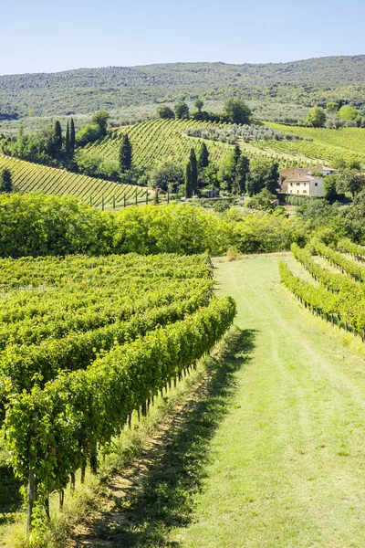 Weinberg italien — Stockfoto