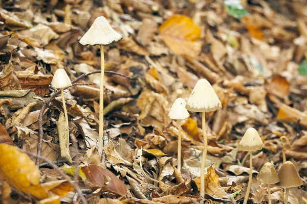 Mycena paddestoel — Stockfoto