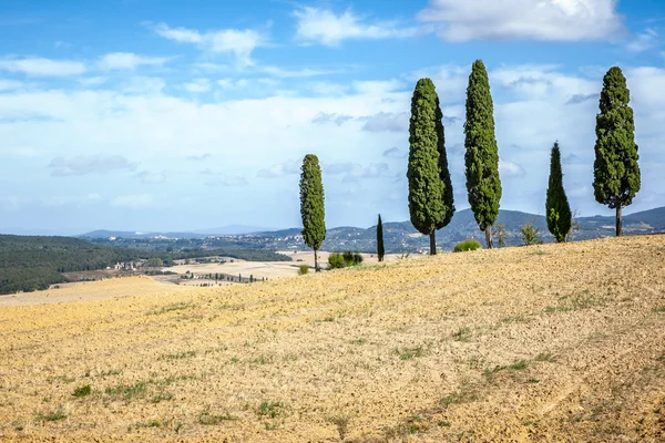 En bild av en viss Toscana cypress — Stockfoto