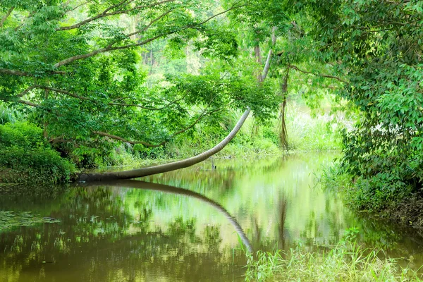 Tropikal Orman — Stok fotoğraf