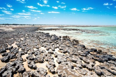 Stromatolites Australia clipart