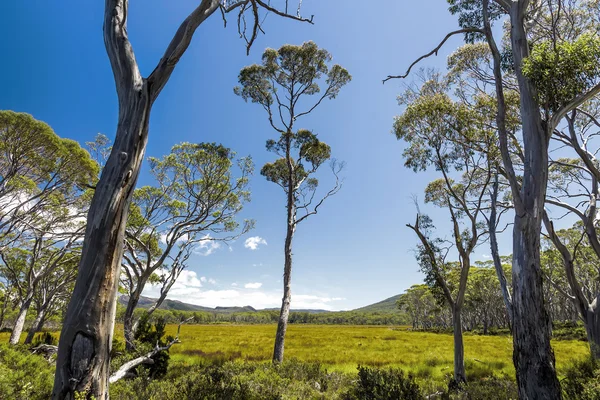 Alberi che crescono sul prato — Foto Stock