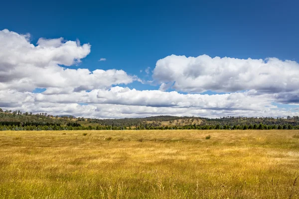 Campo amarillo — Foto de Stock