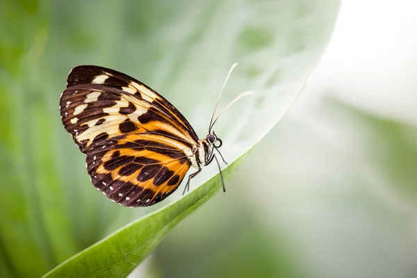 Motyl na liściu — Zdjęcie stockowe