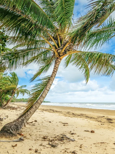 Palm trees — Stock Photo, Image