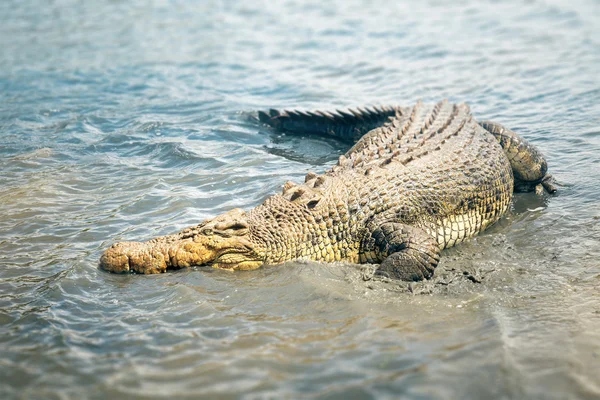 Crocodile — Stock Photo, Image