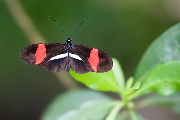 Farfalla — Foto Stock