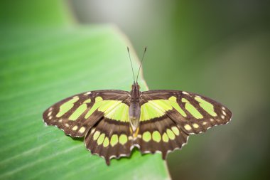 Papilionidae
