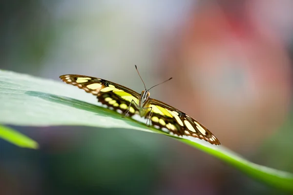 Kolorowy motyl — Zdjęcie stockowe