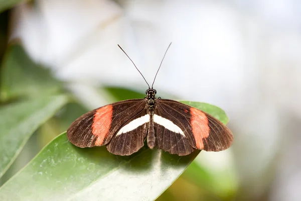 Farfalla ninfalidae — Foto Stock