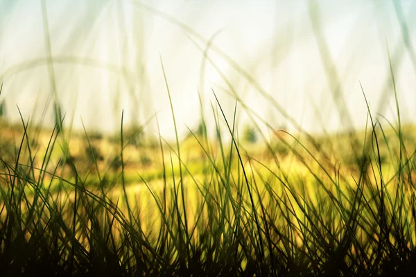 Grass Background — Stock Photo, Image