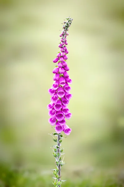 Röd fingerborgsblomma — Stockfoto