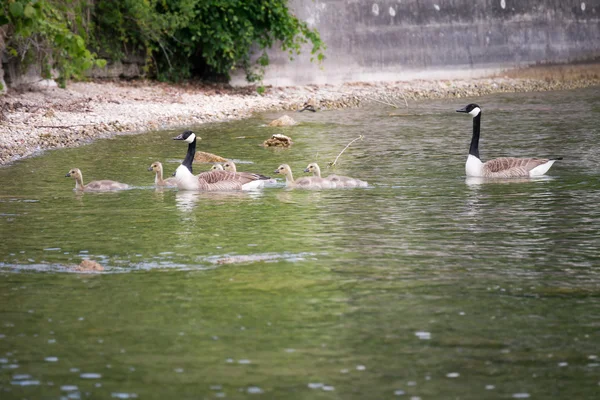 Gås familj — Stockfoto