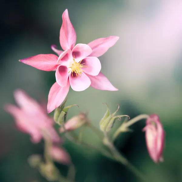핑크 aquilegia — 스톡 사진