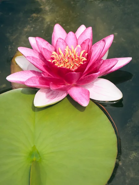 Pink Nymphaea — Stock Photo, Image