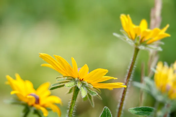 Zonnebloem — Stockfoto