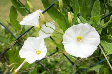 Beyaz calystegia