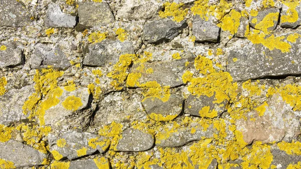Image Stone Wall Yellow Lichen — Stock Photo, Image