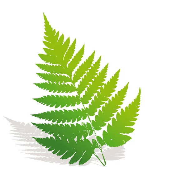 緑のシダの葉のイラスト — ストック写真