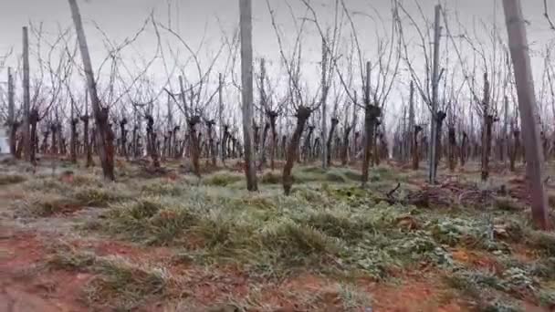 Vigneto Freddo Grigio Movimento Macchina Fotografica Autunno — Video Stock