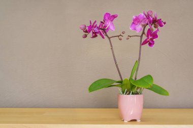 Küçük mor bir orkide çiçeği resmi.