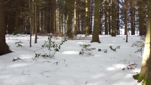 Den Verschneiten Winterwald — Stockvideo