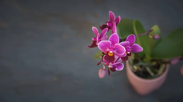 Ein Bild Einer Lila Orchideenblume Mit Dunklem Textraum — Stockfoto