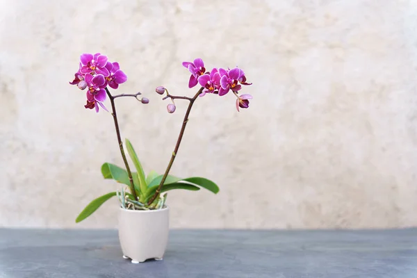 Una Imagen Una Pequeña Flor Orquídea Púrpura —  Fotos de Stock