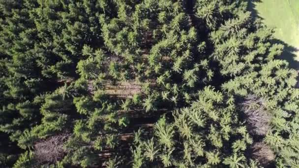 Flug Über Den Schwarzwald Süddeutschland — Stockvideo