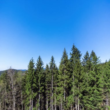 Güney Almanya 'daki Kara Orman' ın detaylı bir görüntüsü.