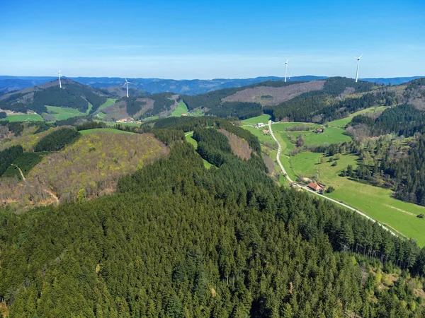 Uma Imagem Uma Visão Detalhada Floresta Negra Alemanha Sul — Fotografia de Stock
