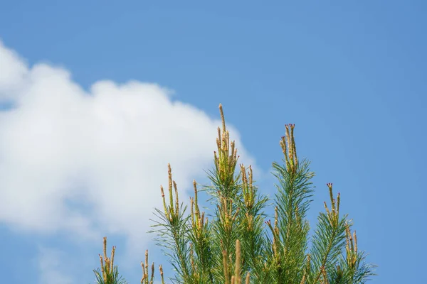 Image Pine Blossom Pollen Allergy — Stock Photo, Image