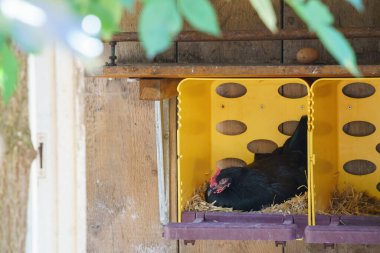 Yuvadaki kuluçkaya yatan bir tavuğun görüntüsü.
