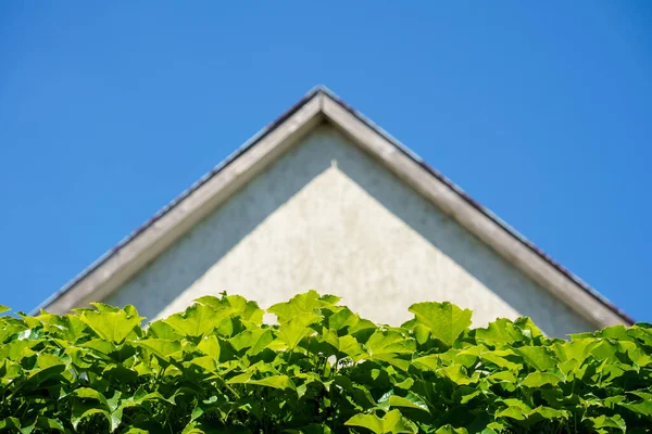 Une Image Une Bordure Feuilles Vin Mur Maison Image En Vente