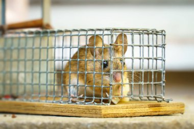 An image of a house mouse caught alive