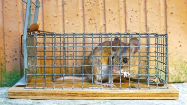 An image of a house mouse caught alive